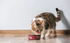猫咪每天应该喂食几次猫粮最合适,猫咪每日最佳喂食次数解析