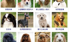 小型犬品种,可爱与活泼的宠物伴侣
