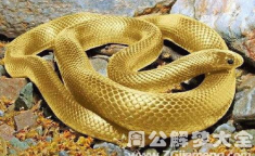周公解梦梦见白蛇咬我的手,白蛇咬手预示何意？
