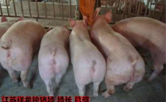二元母猪价格,波动与趋势解读