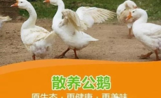八鹅吃瓜菌娱乐圈,娱乐圈风云录